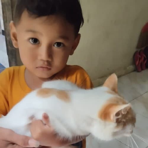 Koirul
