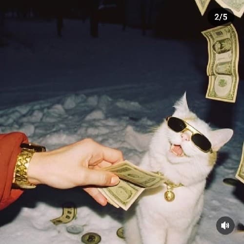 MoneyCat