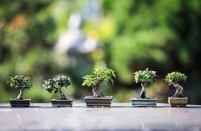 5 Pohon Bonsai Termahal di Dunia, Bisa Jadi Peluang Bisnis?