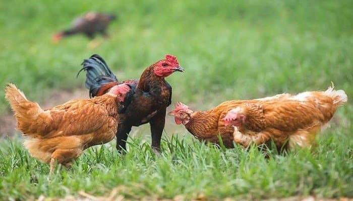 Ketahui Kelebihan dan Kekurangan dari Ternak Ayam Kampung