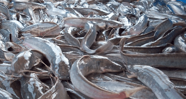 Panduan Lengkap Agar Bisnis Ternak lele Dapat Menguntungkan