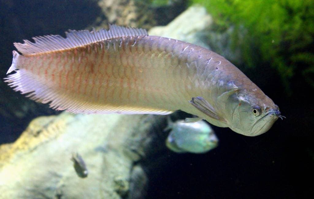 Langkah-Langkah Budidaya Arwana Putih atau Silver