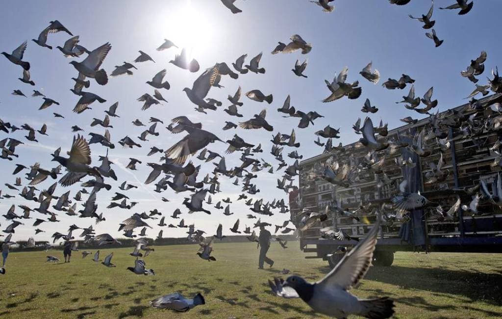 Burung Favorit Termahal di Dunia, Harganya Bikin Tercengang