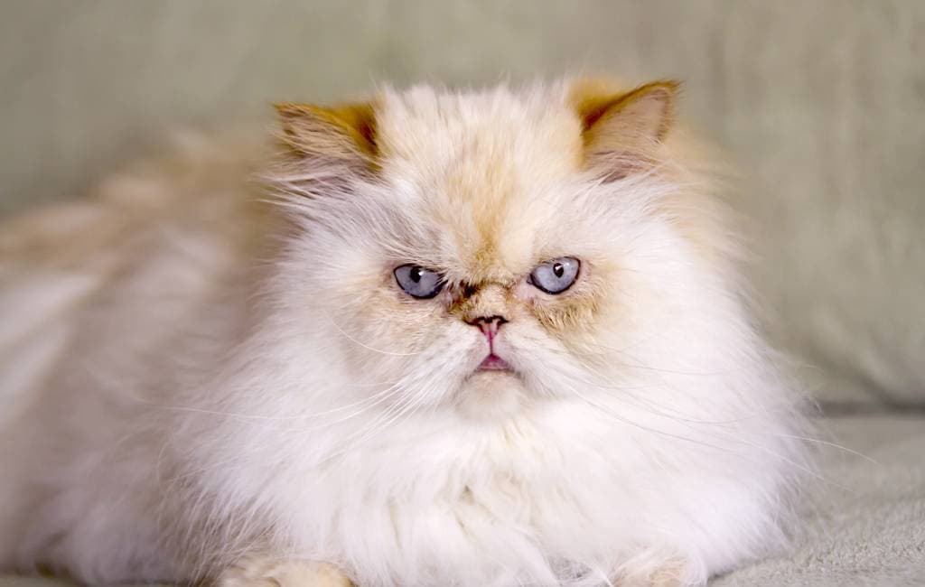 Kucing Himalaya, Ras Persilangan Cantik, Cerdas dan Kuat