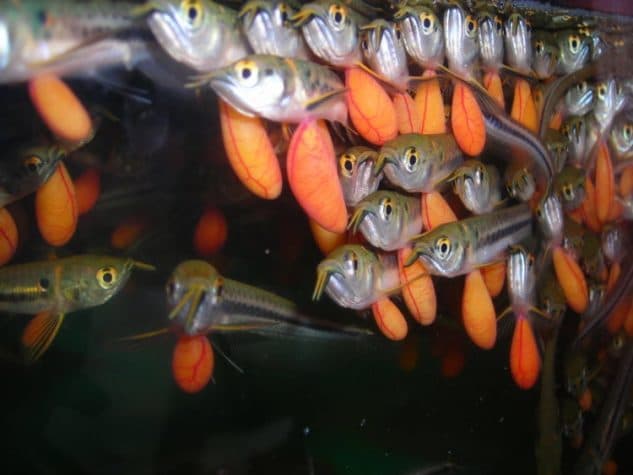 Ikan Arwana, Potensi Budidaya dan Ancaman Punah Menghantui