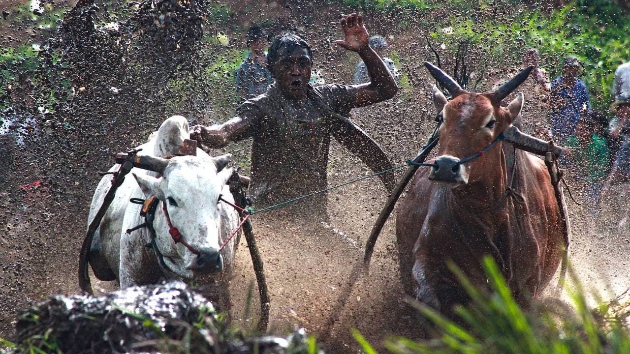 Berbagai Macam Bisnis Budaya Lokal yang Punya Potensi