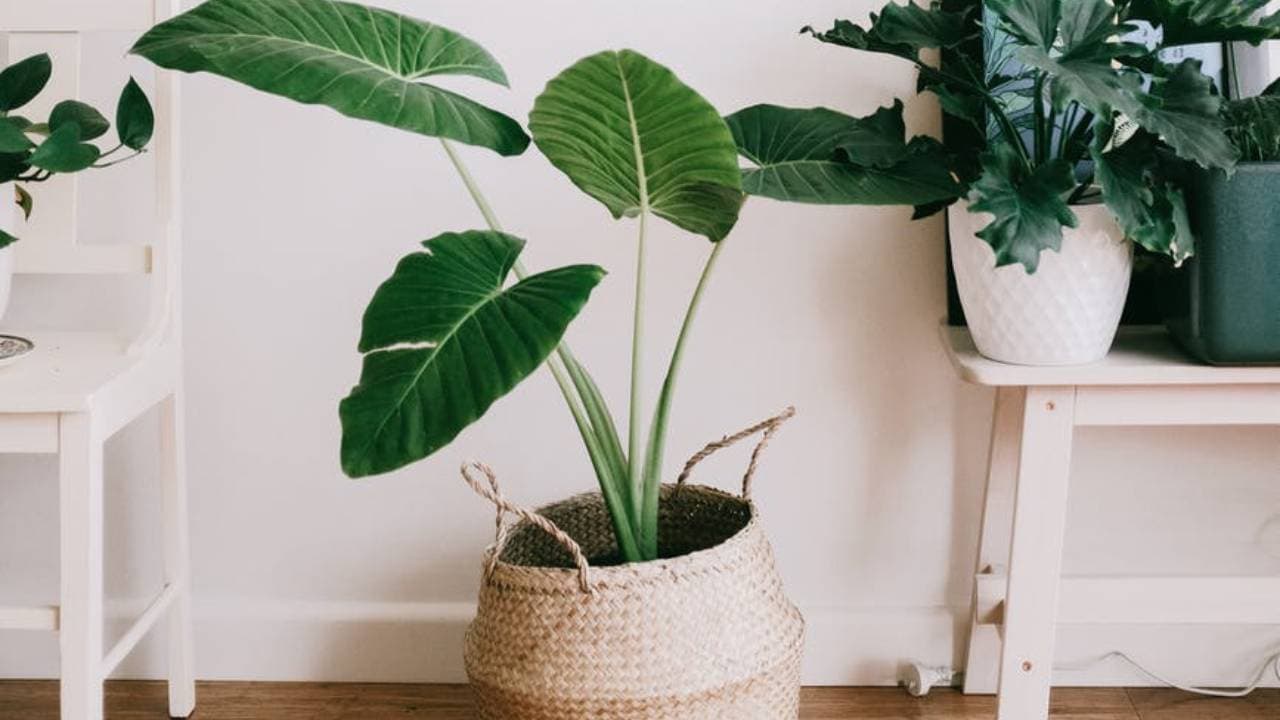 7 Bisnis Tanaman Hias yang Paling Menguntungkan