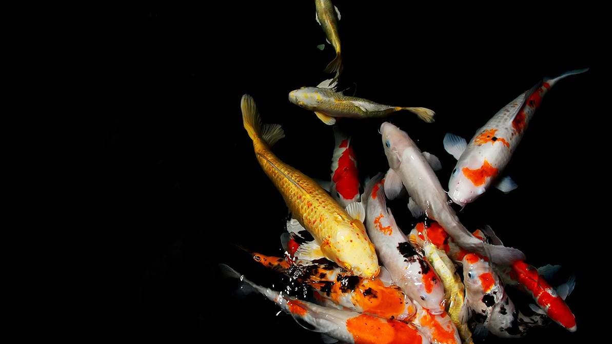 Mengenal Jenis Ikan Koi Populer yang Banyak Diincar