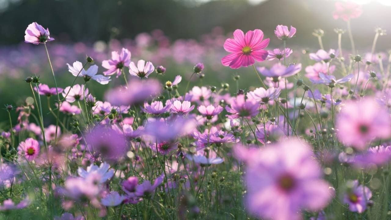 Macam-Macam Bunga untuk Mempercantik Pekarangan Rumah