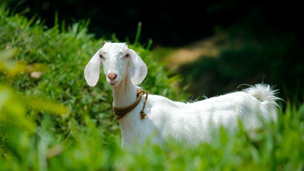 Tips Jitu Untuk Kamu yang Ingin Ternak Kambing