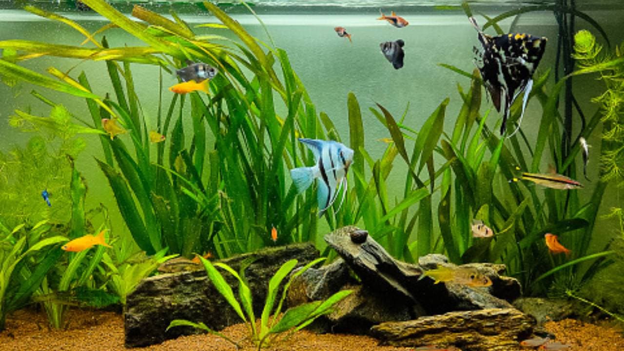Tips Membuat Aquascape Cantik bagi Pemula