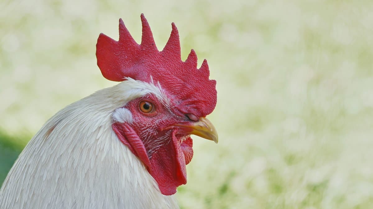 JPFA Catatkan Laba Rp856 Miliar Naik 149% pada Kuartal I-2021