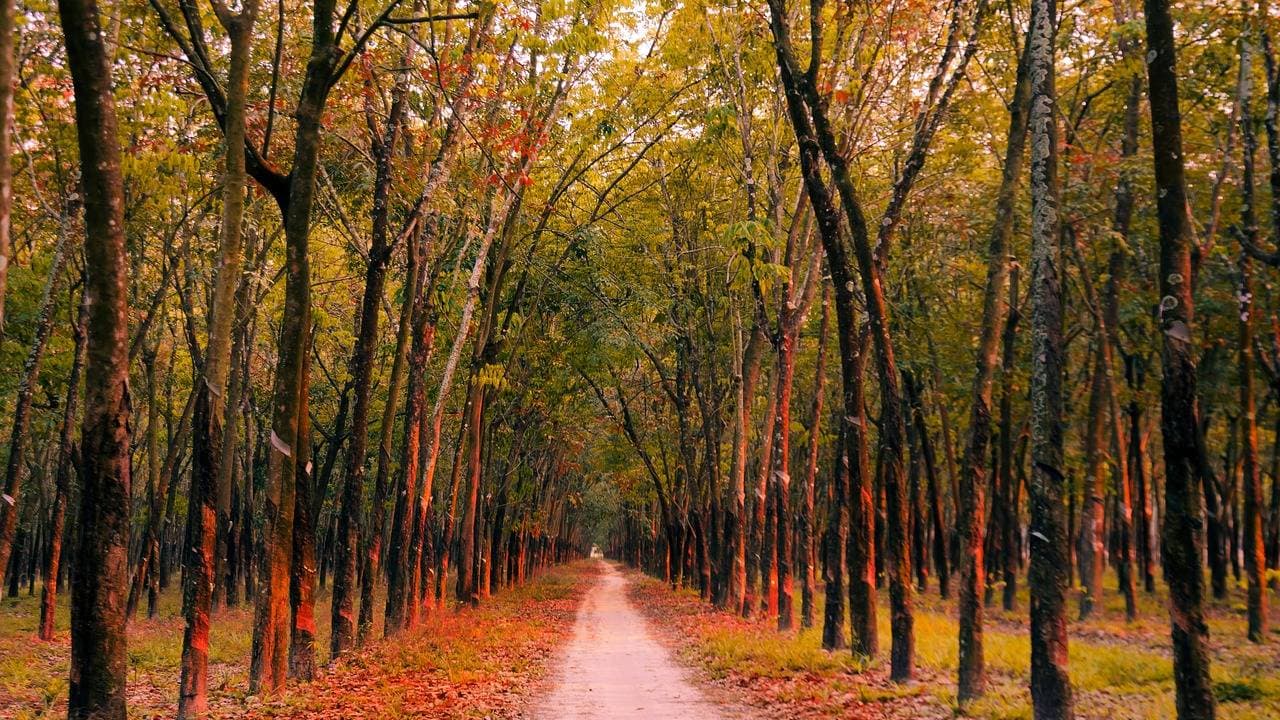 Komoditas Karet Indonesia Masih Menjanjikan
