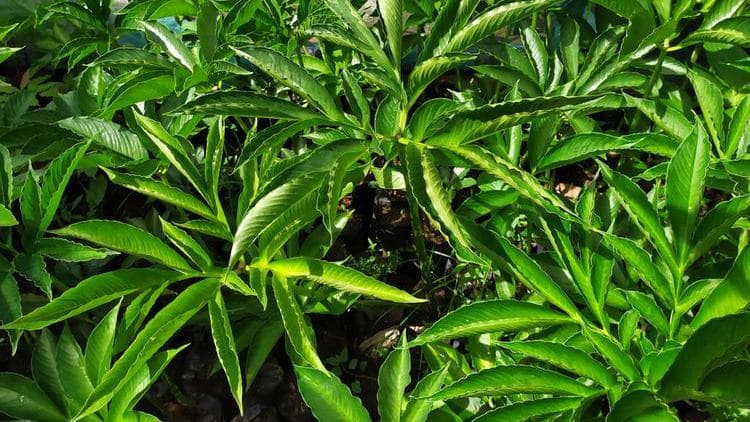 Menilik Tanaman Porang, Bisa Jadi Peluang Bisnis Menjanjikan