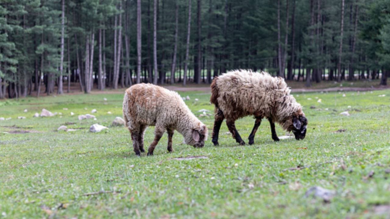 Rincian Biaya Kurban dan Tips Menabung Menjelang Iduladha