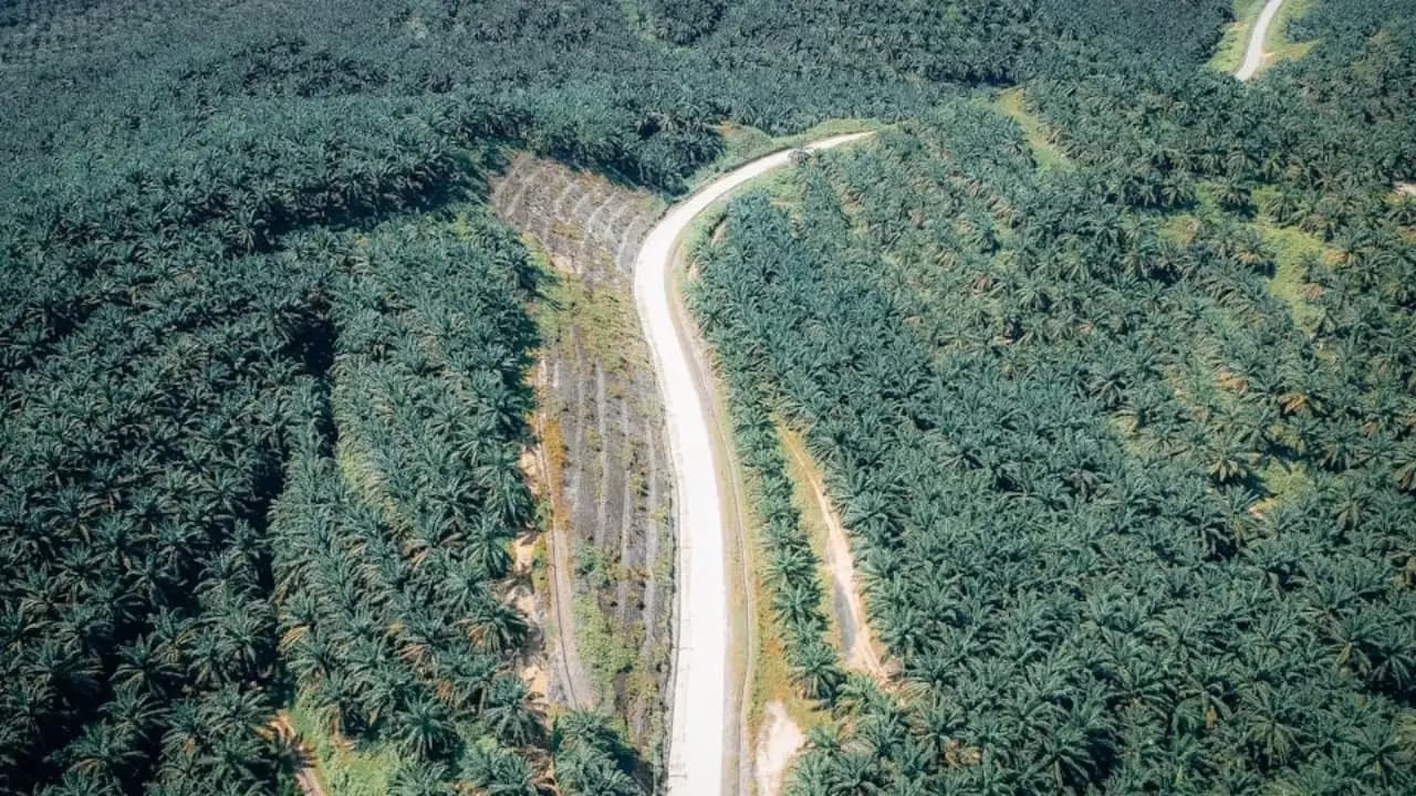 🚜Harga CPO +31,76% dalam 3 Bulan, Cermati Saham LSIP hingga DSNG