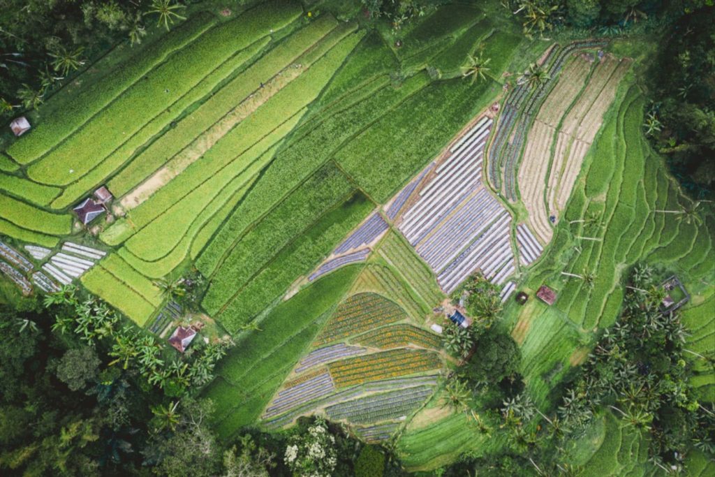 FAO Apresiasi Prestasi Pertanian Indonesia 