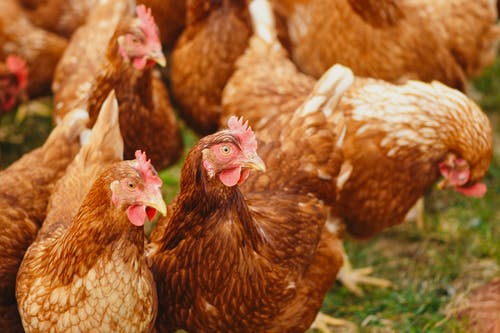 Mengintip Saham CPIN di tengah Harga Ayam yang Turun - Ajaib