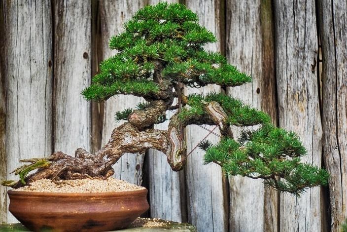 Tak Cuma Indah dan Berseni Ini 10 Bonsai Termahal  di 