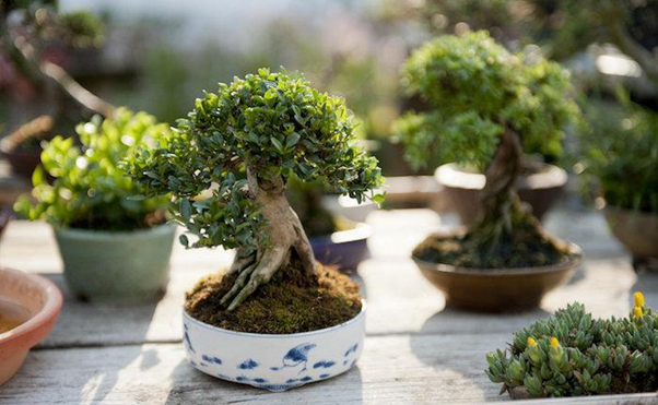 Tak Cuma Indah dan Berseni, Ini 10 Bonsai Termahal di Dunia - Ajaib