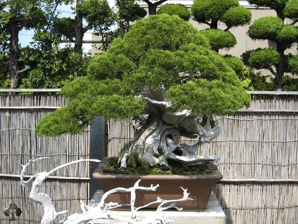 bonsai master kimura